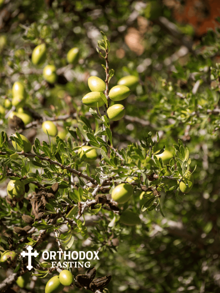 Fresh Argan Fruits on Tree